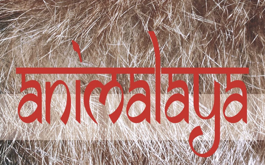 (Español) Exposición Temporal: Animalaya